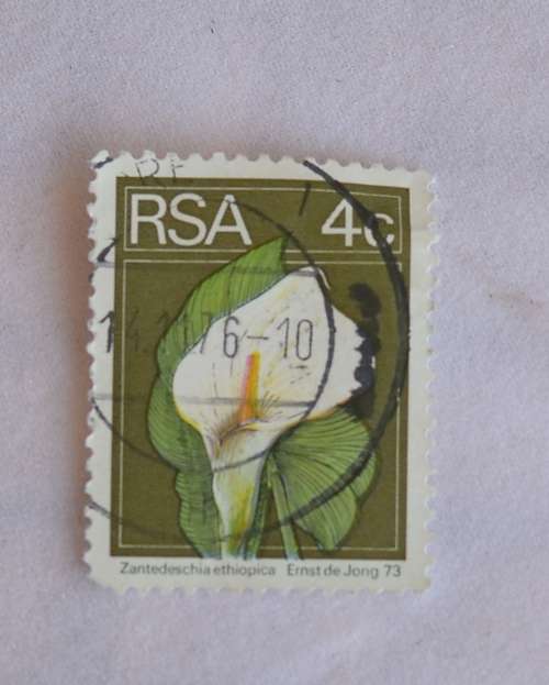RSA 4c Zantedeschia ethiopica