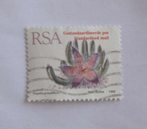RSA Stapelia Grandiflora