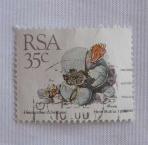 RSA 35c Dinteranthus wilmotianus