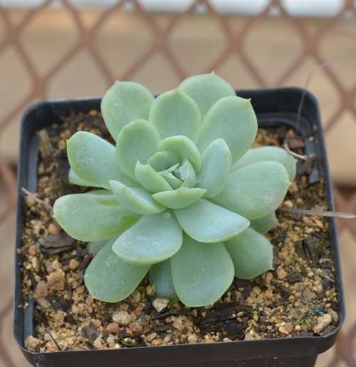 Echeveria