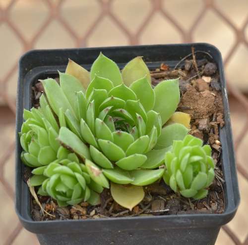 Sempervivum