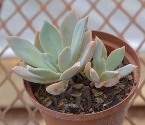 Echeveria