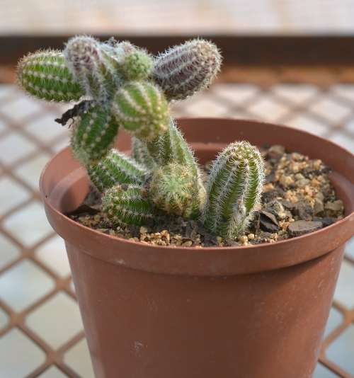 Peanut cactus
