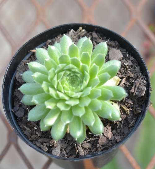 Sempervivum