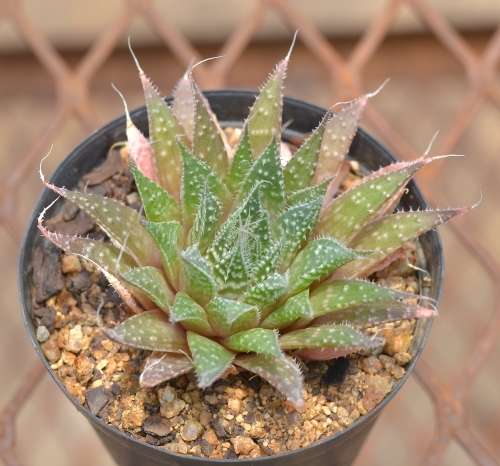 Succulent