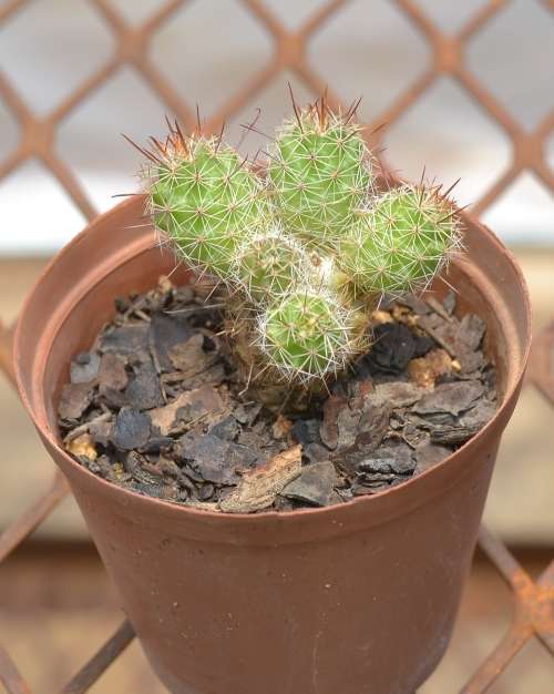 Cactus