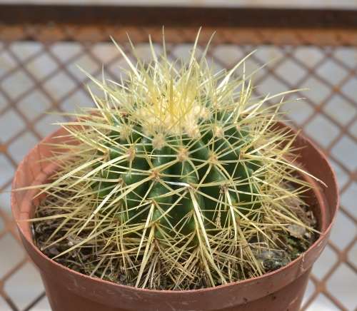 Golden Barrel cactus