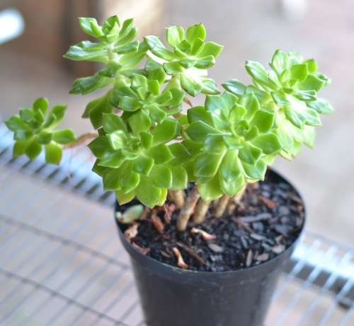 Succulent