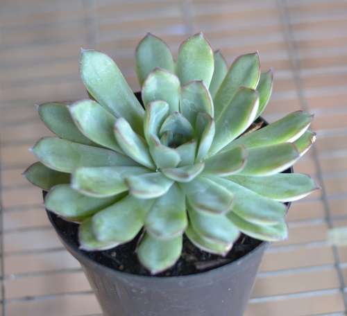Echeveria