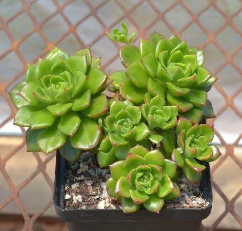 Succulent