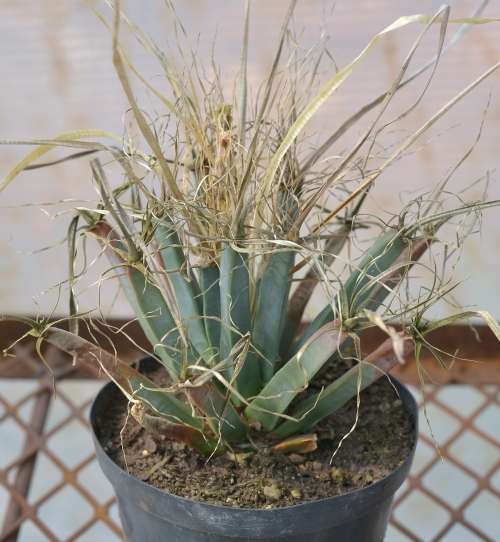 Leuchenbergia
