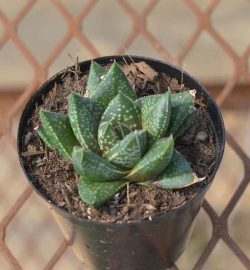 Succulent