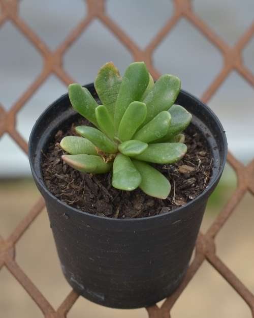 Succulent