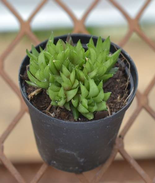 Succulent