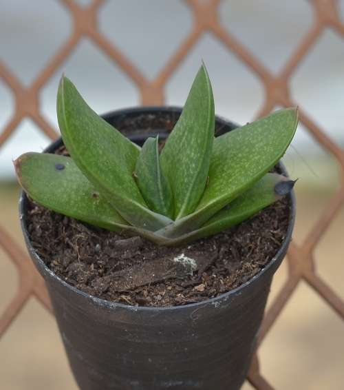 Succulent