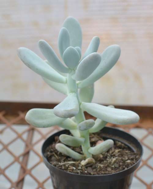 Succulent