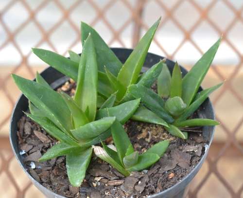 Succulent