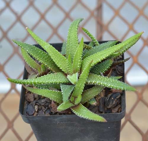 Haworthia