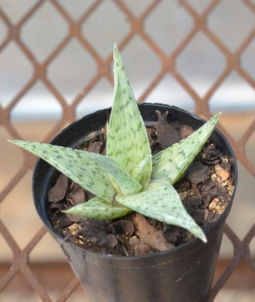 Aloe