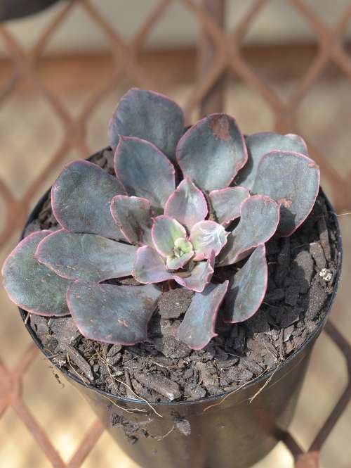 Echeveria