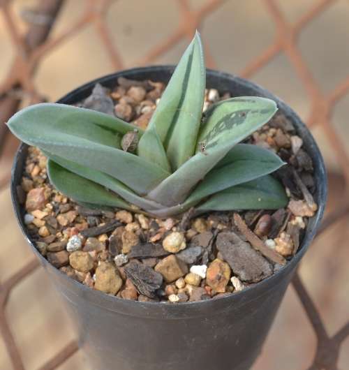 Gasteraloe