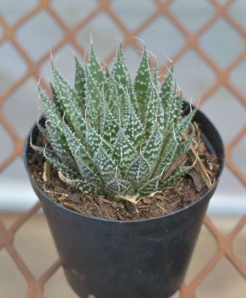 Succulent