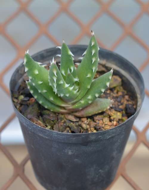 Aloe