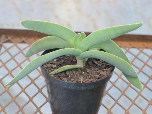 Crassula Falcata