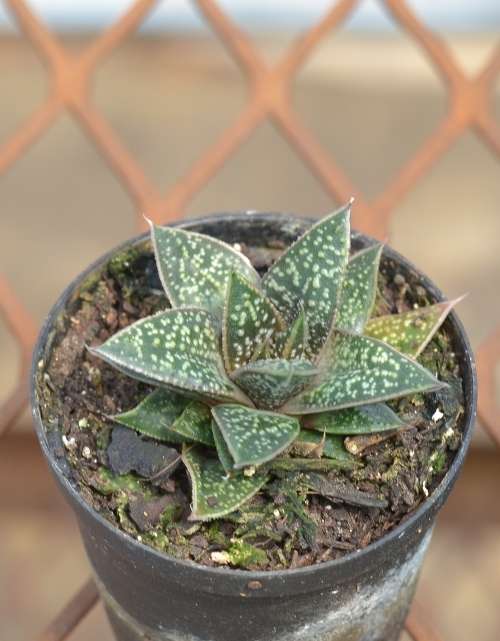Succulent