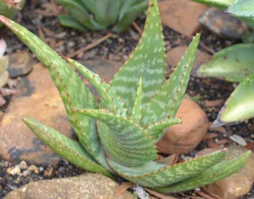 Aloe Granditendata