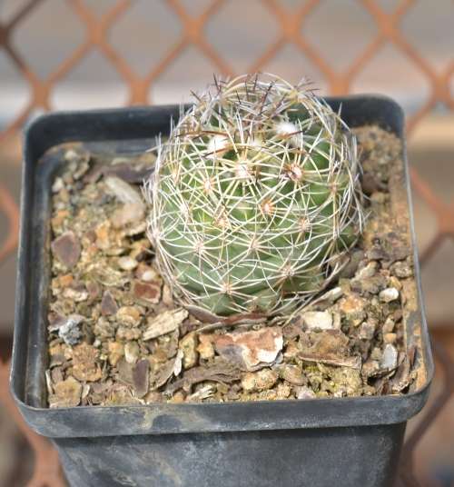 Cactus