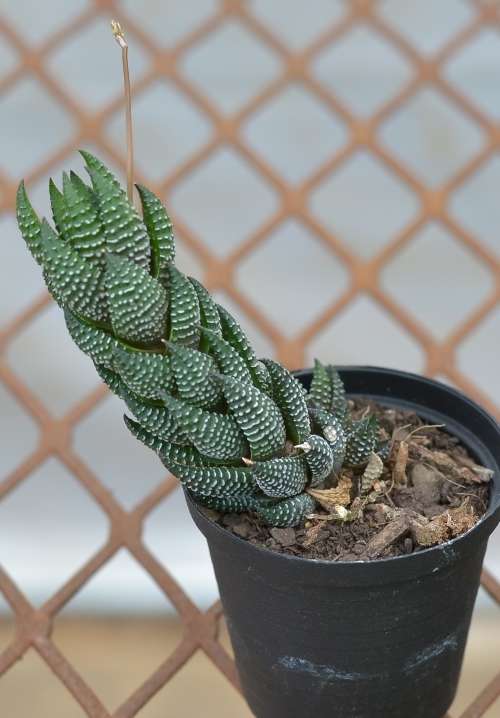 Haworthia