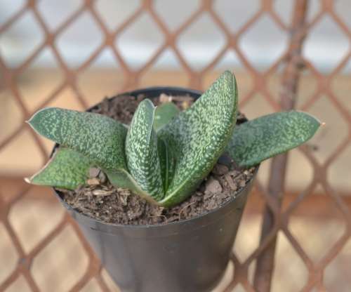 Gasteria