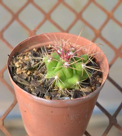Cactus