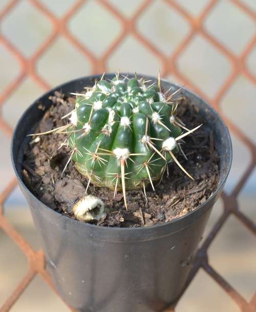 Cactus