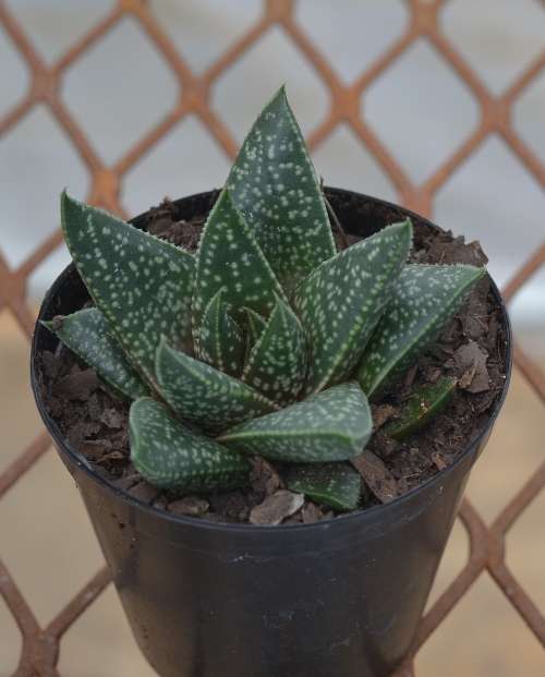 Succulent