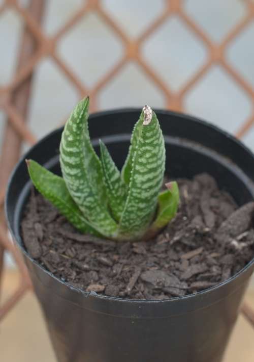 Succulent