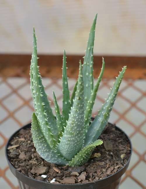 Aloe
