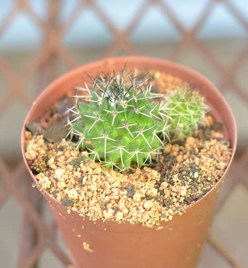 Cactus
