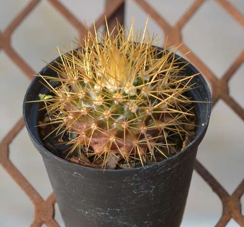 Cactus