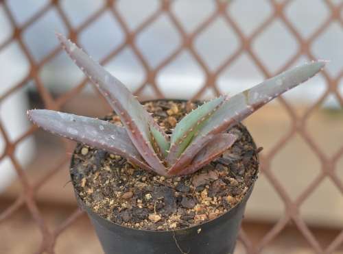 Book Aloe