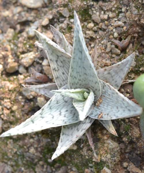 Aloe White Cloud