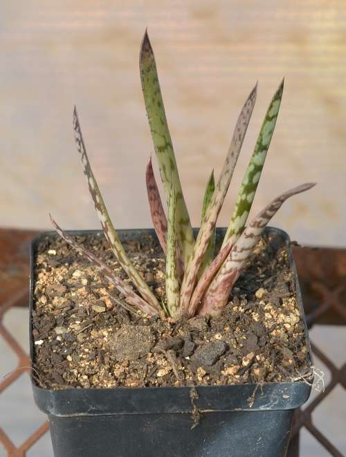 Gasteria