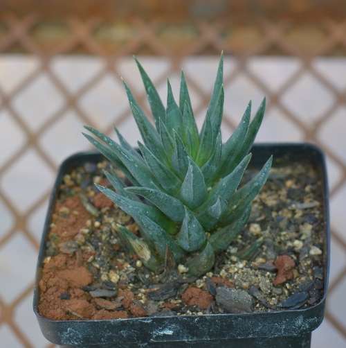 Haworthia