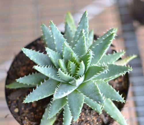 Aloe