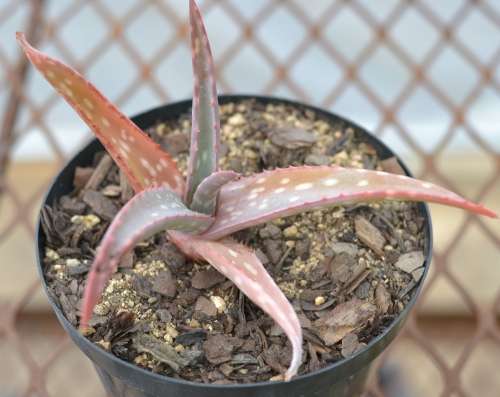 Aloe Sinkatana