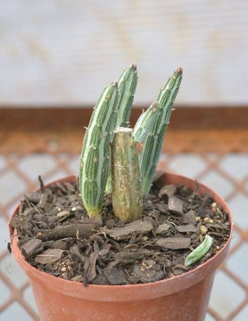 Kleinia Stapeliiformis