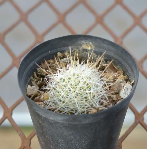 Cactus