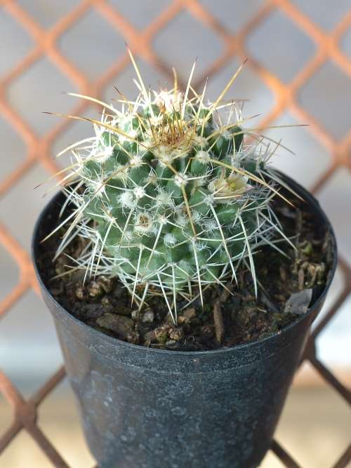 Cactus