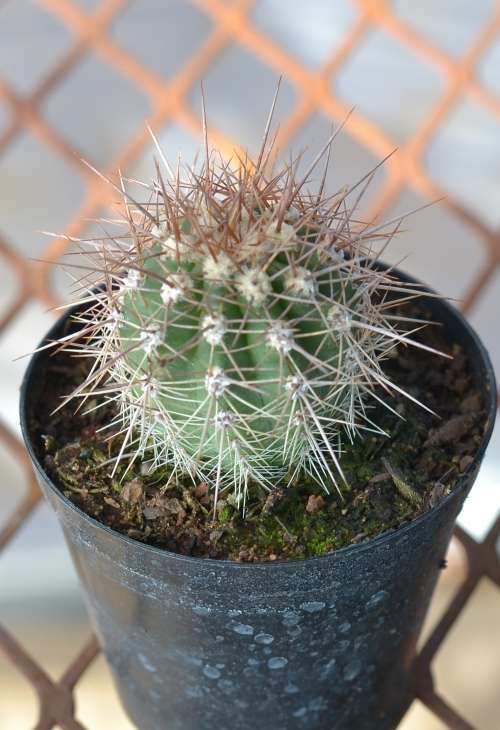Cactus